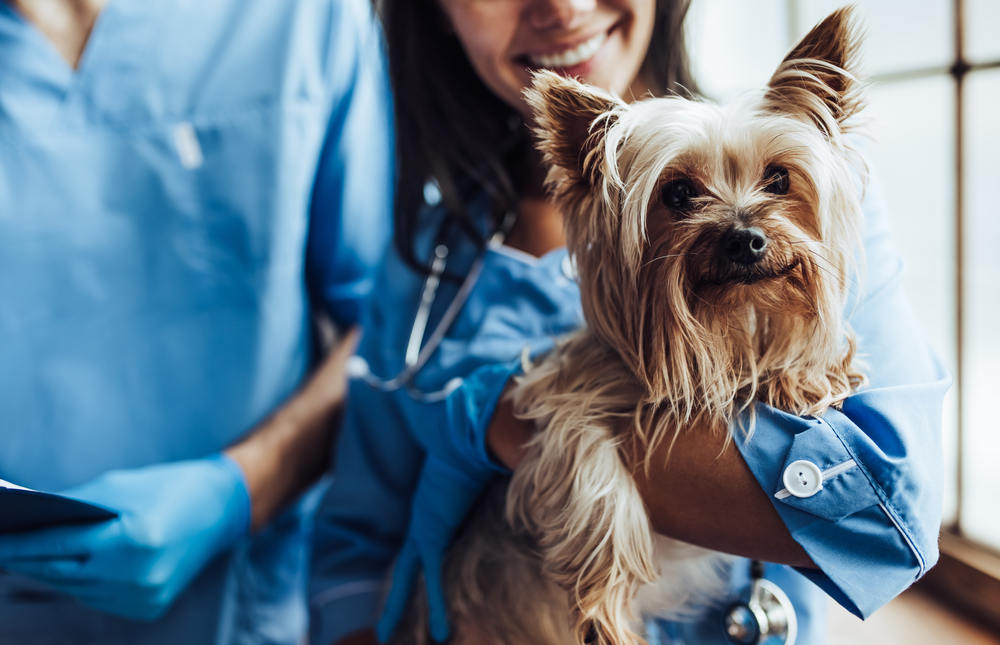 Veterinarian holding little dog - How Virtual Assistants Can Help Veterinarians